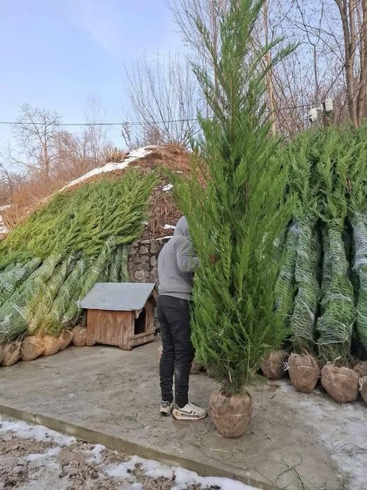 Chiparos Leylandii este un conifer de talie medie, din familia Cupress