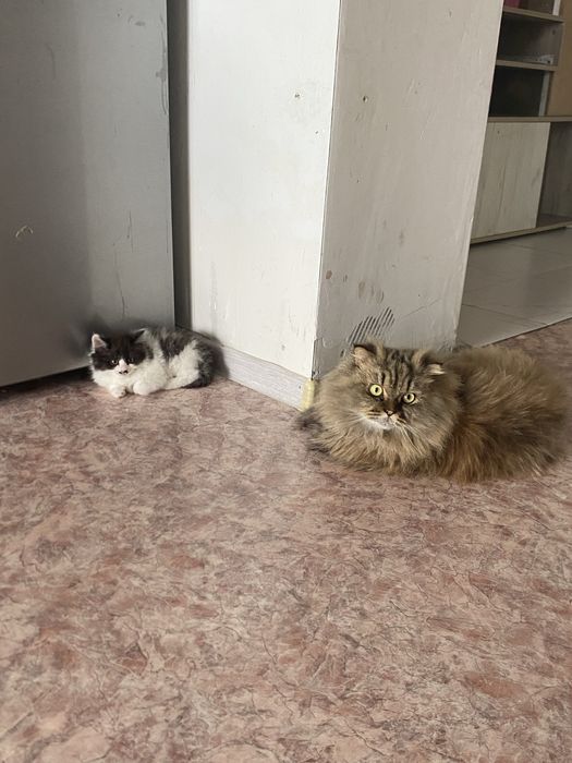 Отдам котенка в добрые руки
