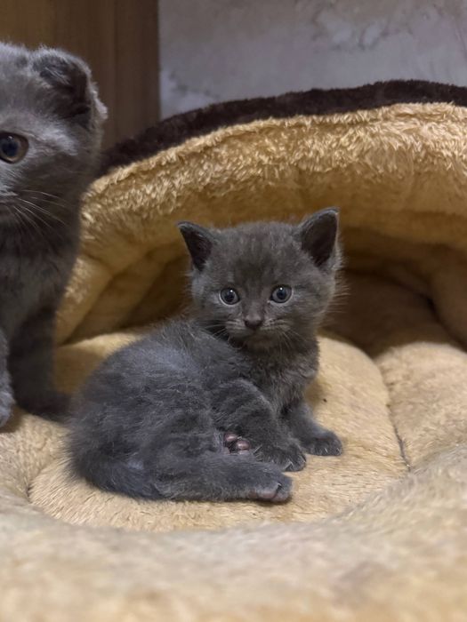 Котенок скотишшш