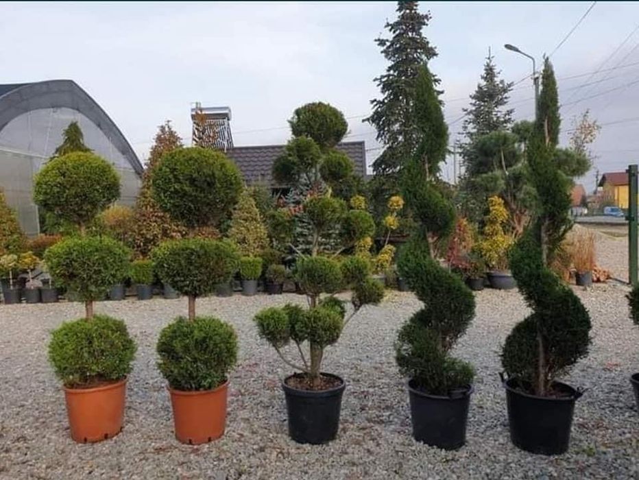 Plante ornamentale de orice specie la pret minim garantat