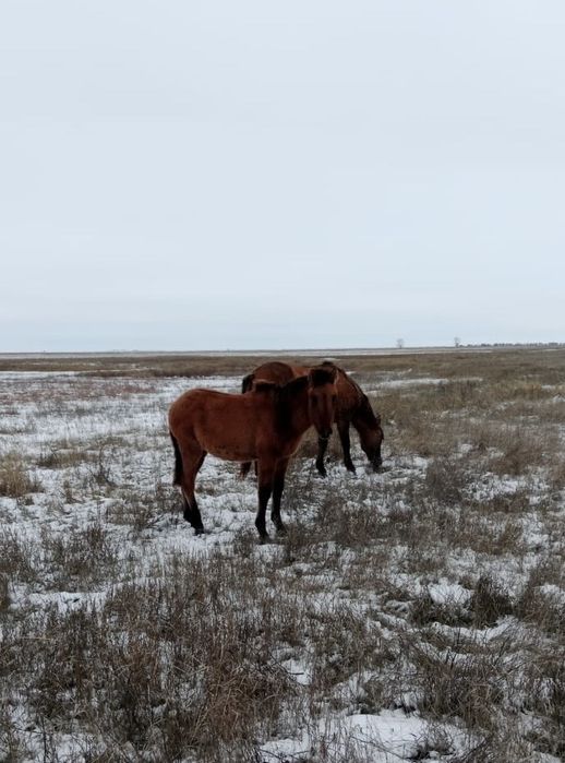 Еркек мұғалжар жабағылар