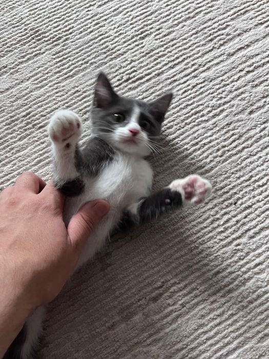 Маленький котик возраст 2,5 месяца