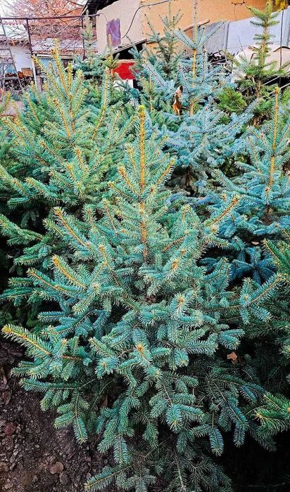 Внимание заканчивается сезон елей!!! Не упустите красивую ель colorado