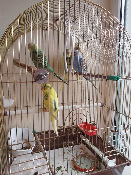 Papagali perusi mai multe culori tineret