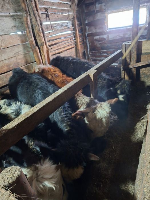 Телята. Тёлочки.