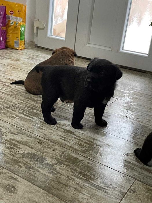 Se ofera spre adoptie