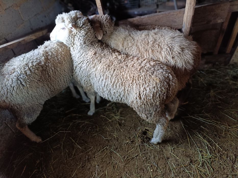 Продаю овец и барана