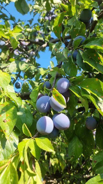 Prune pentru țuică Goldane