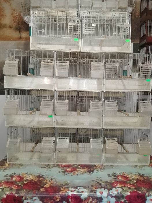 Colivi de canari de vânzare