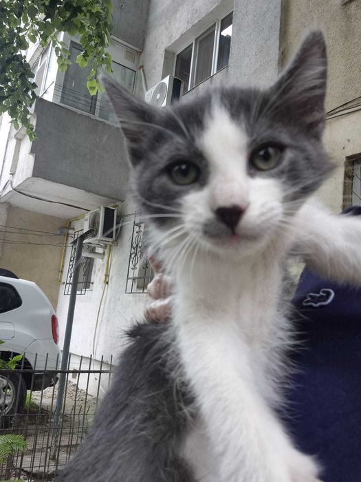 Dăruiesc spre adopție 3 puiuți de pisică – 2 luni, plini de viață!