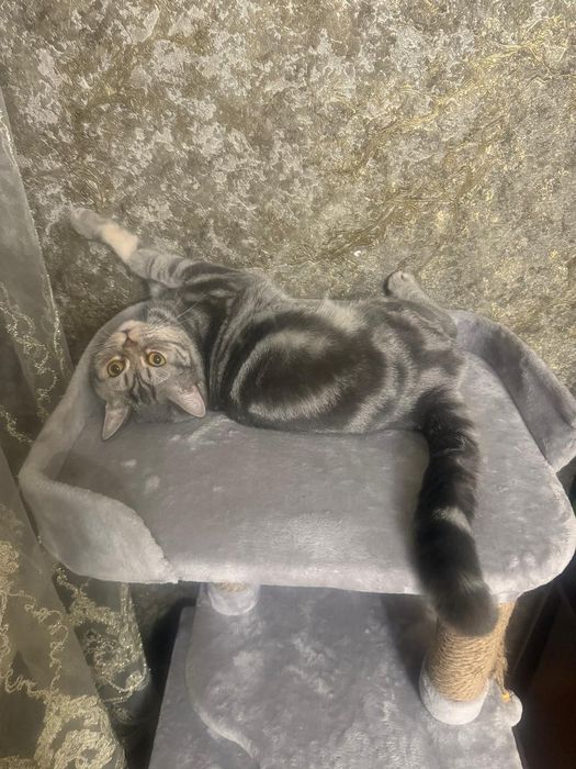 В продаже британец