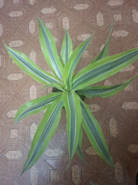 Комнатные растения