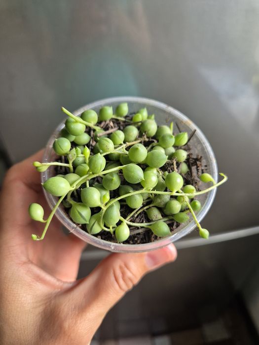 Живые питомцы для души