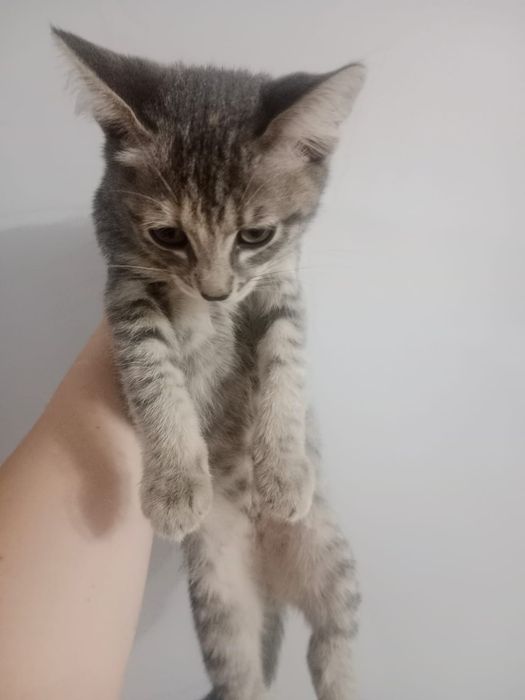 Отдам добрые руки котят