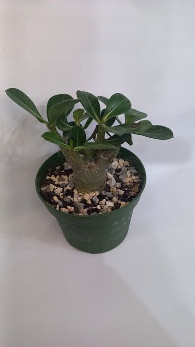 Адениумы роза пустыни