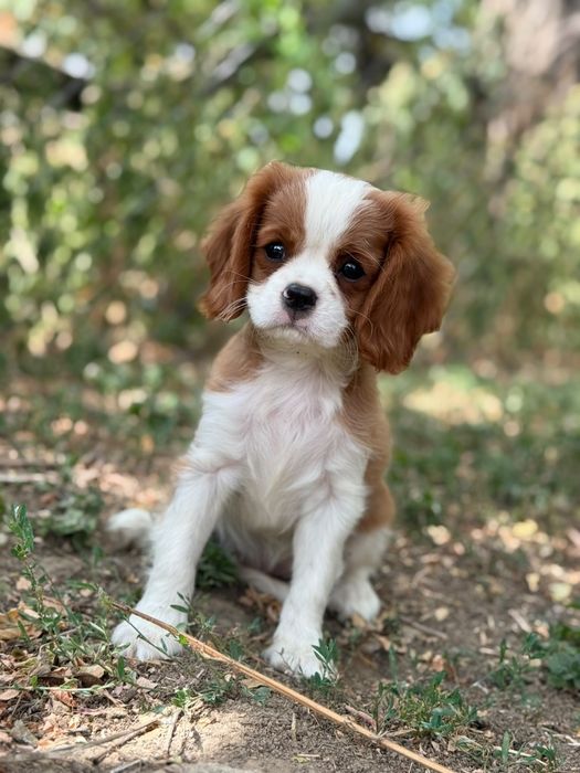Cavalier king Charles fetiță