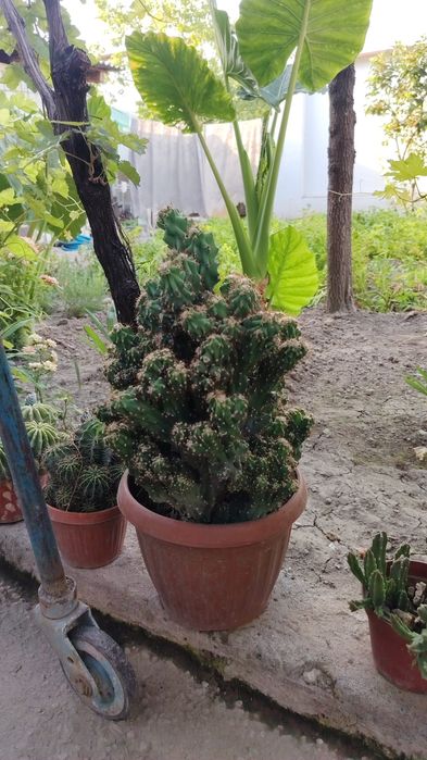 Kaktus va aloe xona gulllari