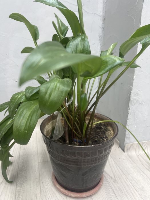 Гүлдер (Цветы)  гүлдер сатылады горшогімен