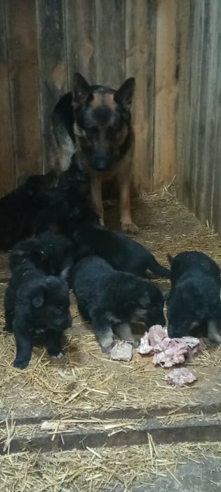 Щенки немецкой овчарки