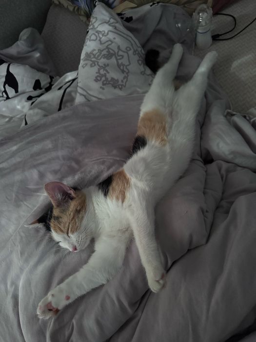 Котенок в самые лучшие ручки