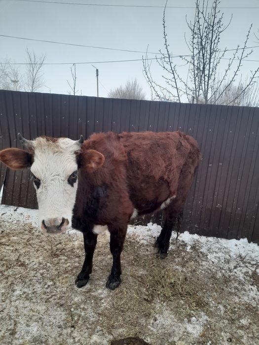 Продам троих коров