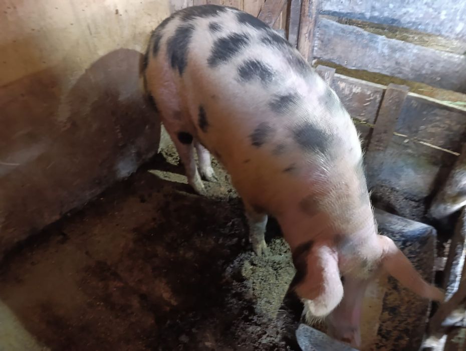 Продам кабана кастрата