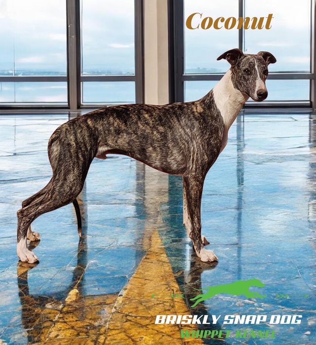 Whippet masculi cu pedigree