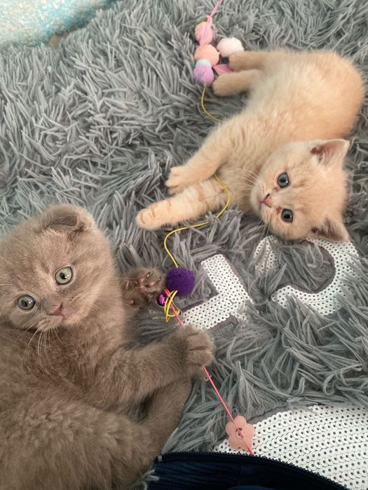 2 котят скоттиш фолд