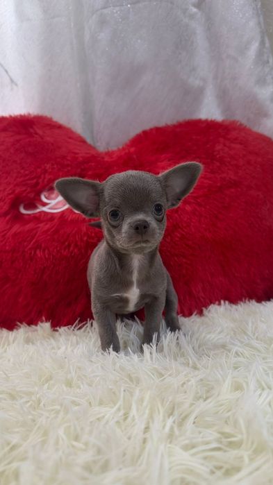 Чихуахуа девочка лиловая