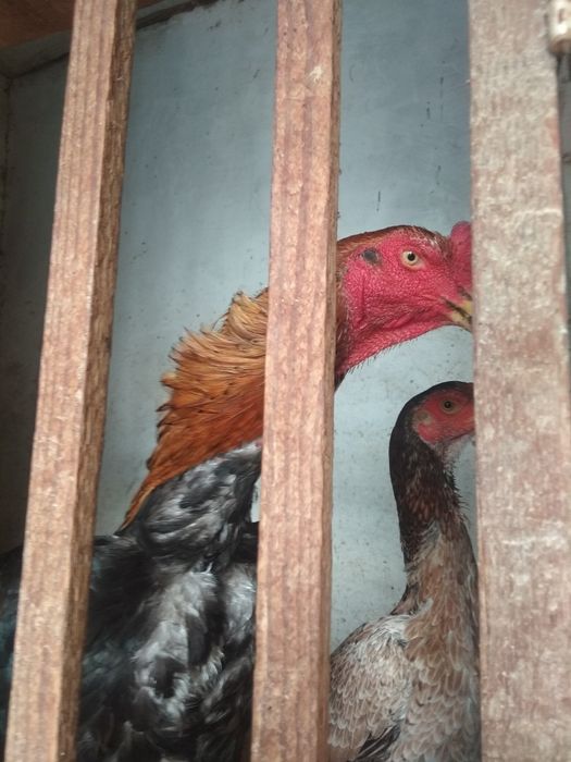 Shirali qiz erkalab erkalayapti