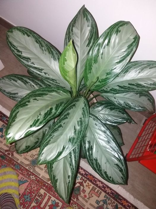 Аглаонема Silver bay продажа