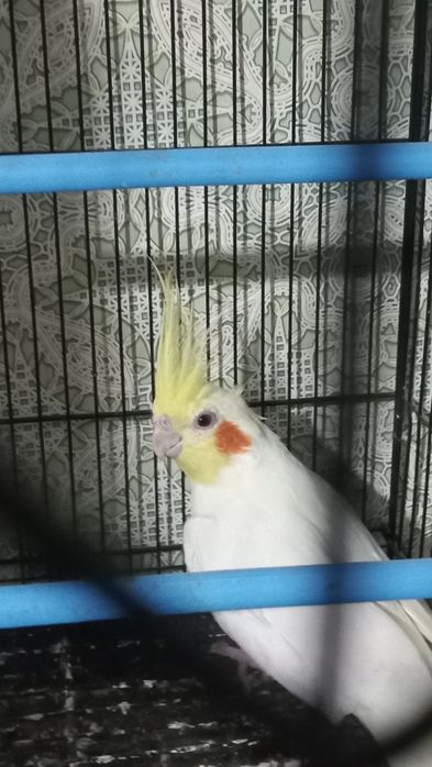 Попугай Корелла Кореллл