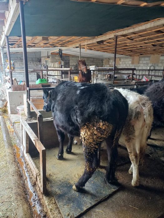 Сиыр/ бұқа сатылады