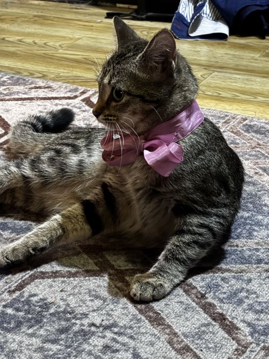 Кошечка-красотка ищет дом