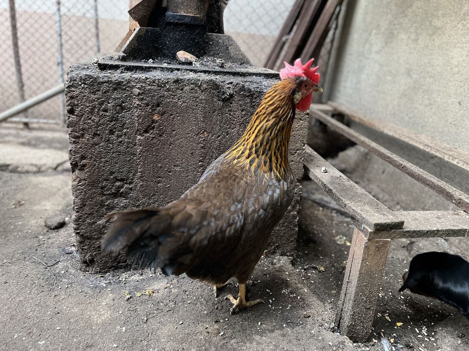 Familie gaini italiana potarnichie