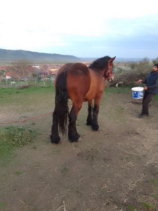 Vând sau schimb 2 mânji