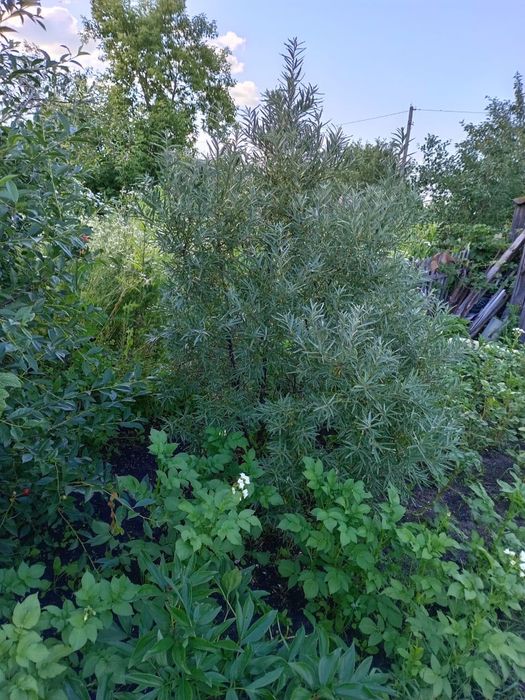 Продажа дачи в новопаловке