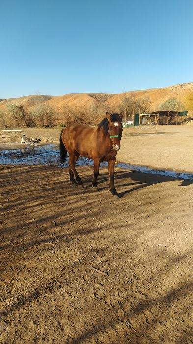 Продам коня здоровый упитоный