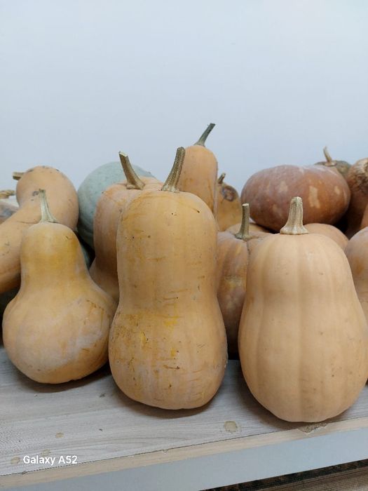 Тыква местная с огорода