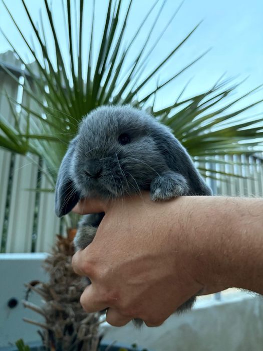 Iepuri pitici de companie mini lop/berbec pitic/holland lop