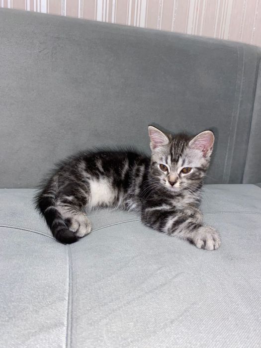 Кошки кошки кошки кошкии