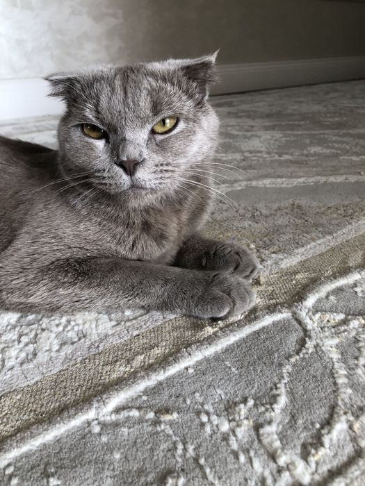 Шотланская вислоухая кошка