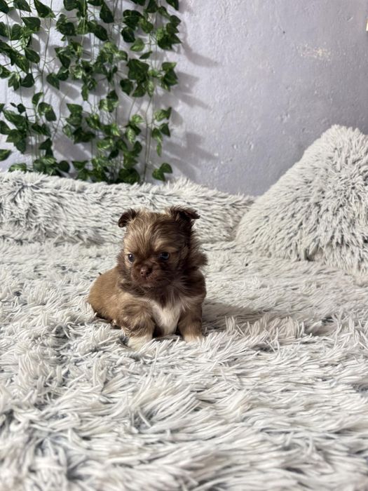 Чихуахуа момчета