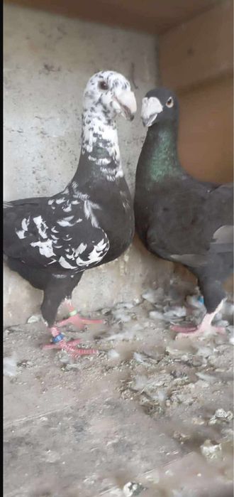 Vand porumbei germani de frumusete