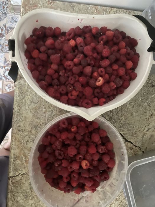 Малина дачная