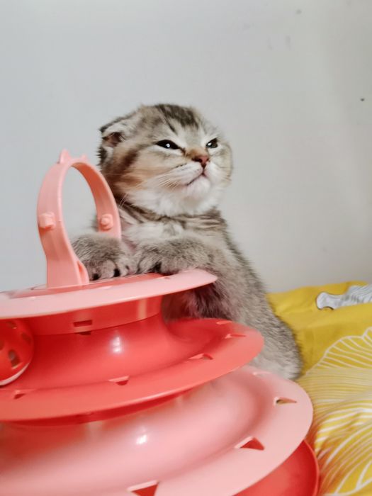 Scottish fold gold girl