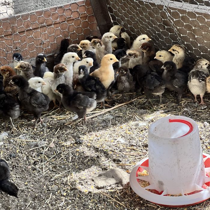 Цыплята домашние