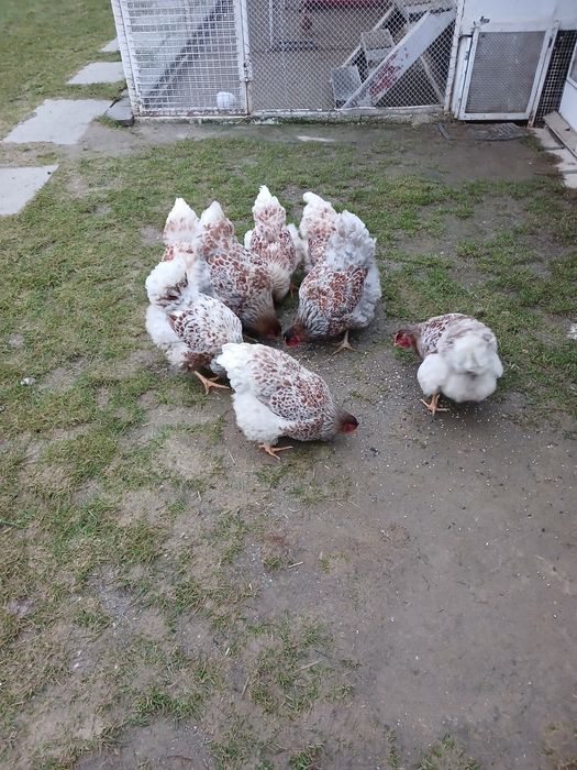 De vanzare gaini wyandotte