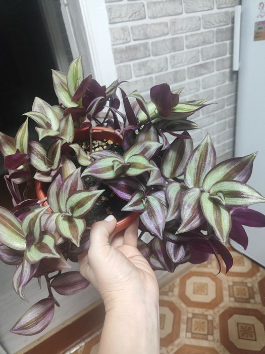 Традесканция в горшке