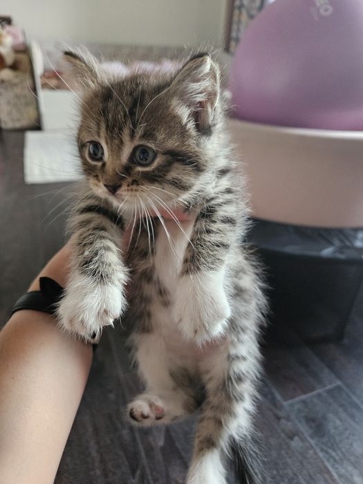 Котёнок девочка.